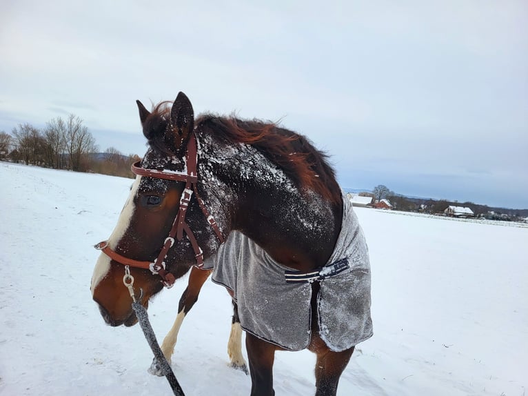 Sang-chaud lourd Croisé Jument 10 Ans 165 cm Bai brun in Lemgo