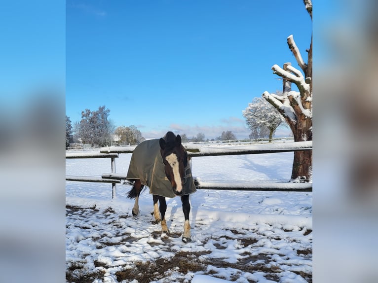 Sang-chaud lourd Croisé Jument 10 Ans 165 cm Bai brun in Lemgo