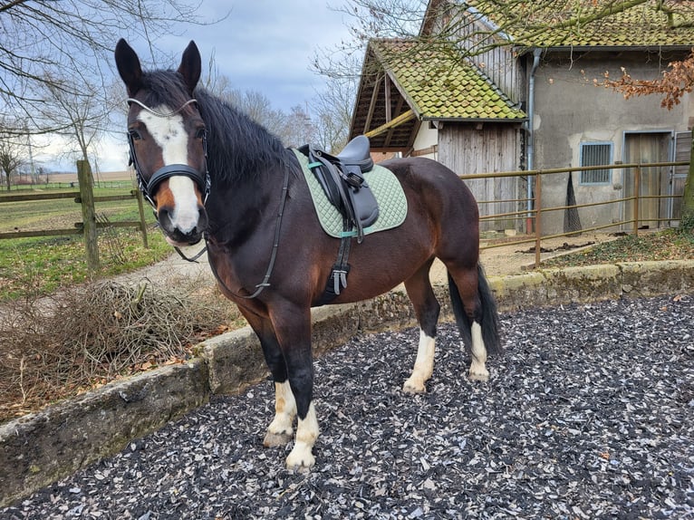 Sang-chaud lourd Croisé Jument 10 Ans 165 cm Bai brun in Lemgo