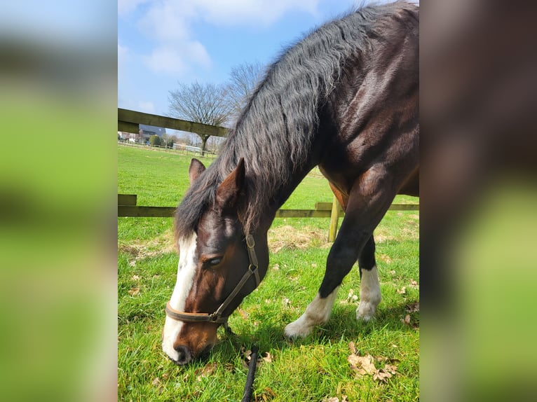 Sang-chaud lourd Croisé Jument 10 Ans 165 cm Bai brun in Lemgo