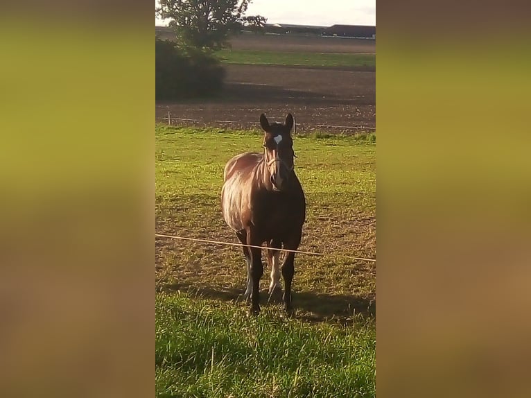 Sang-chaud lourd Jument 11 Ans 168 cm Bai in Hörselberg-Hainich