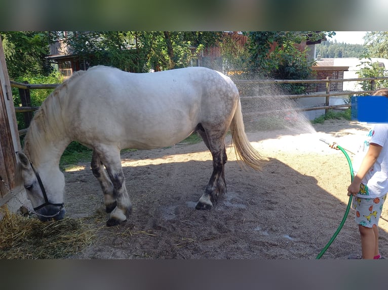 Sang-chaud lourd Jument 11 Ans Gris in Willisau