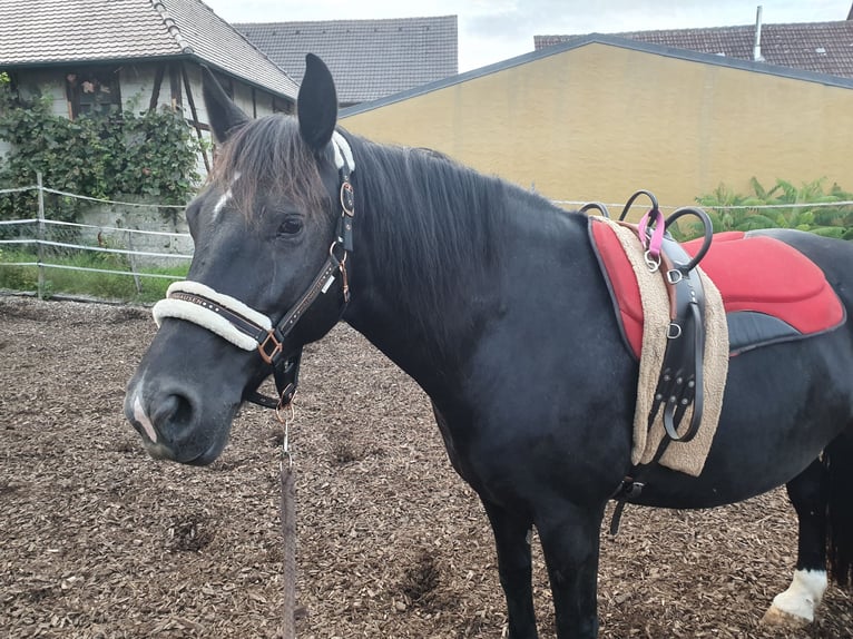 Sang-chaud lourd Jument 12 Ans 160 cm Noir in Niederstetten