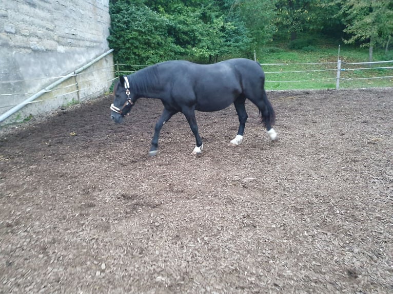 Sang-chaud lourd Jument 12 Ans 160 cm Noir in Niederstetten