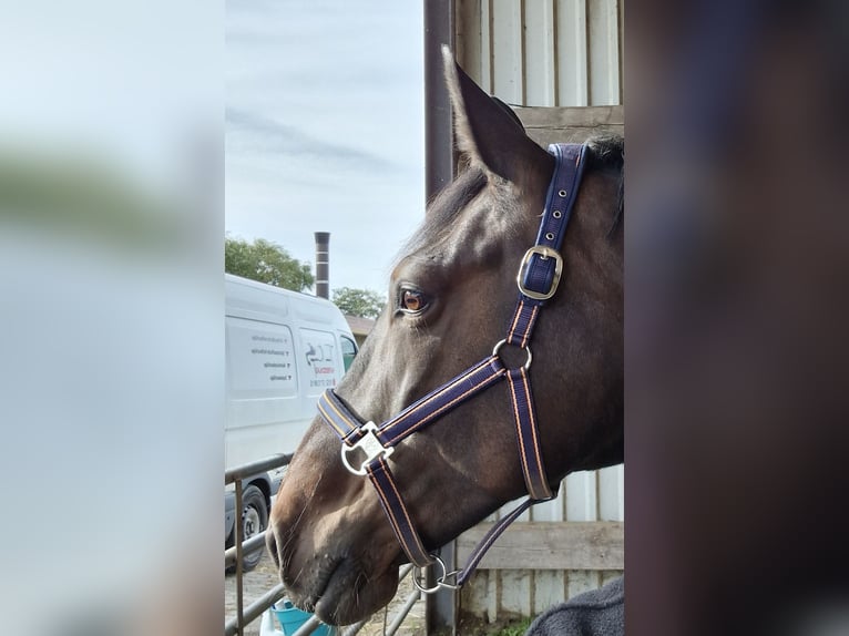 Sang-chaud lourd Jument 12 Ans 164 cm Bai in Wurster Nordseeküste