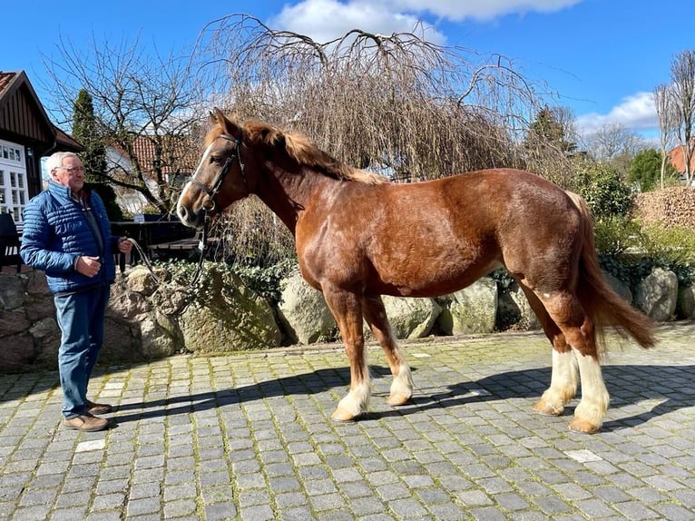 Sang-chaud lourd Jument 12 Ans 167 cm Alezan brûlé in Fallingbostel