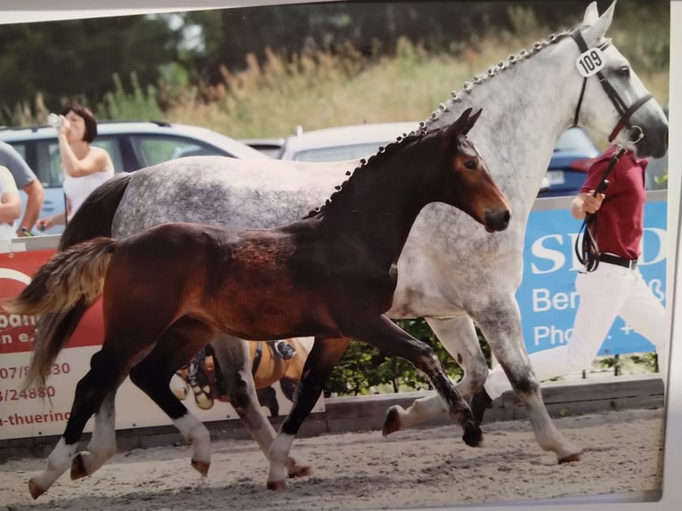 Sang-chaud lourd Jument 14 Ans 165 cm Gris in Kamenz