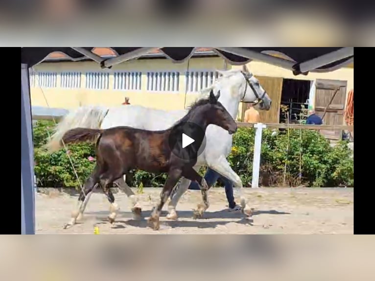 Sang-chaud lourd Jument 14 Ans 165 cm Gris in Kamenz