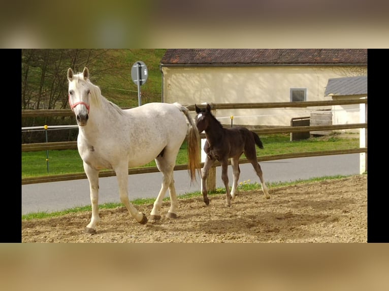 Sang-chaud lourd Jument 14 Ans 165 cm Gris in Kamenz