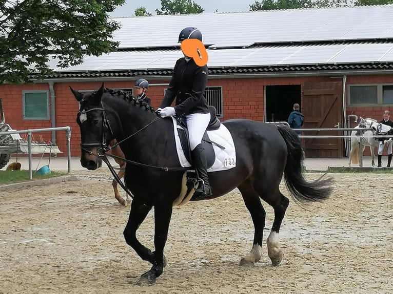 Sang-chaud lourd Jument 15 Ans 163 cm Bai brun foncé in Senden