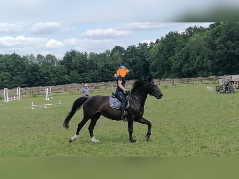 Sang-chaud lourd Jument 15 Ans 163 cm Bai brun foncé in Senden