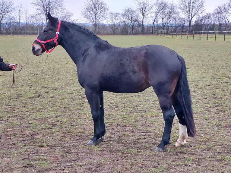 Sang-chaud lourd Jument 15 Ans 174 cm Bai brun foncé in Erding