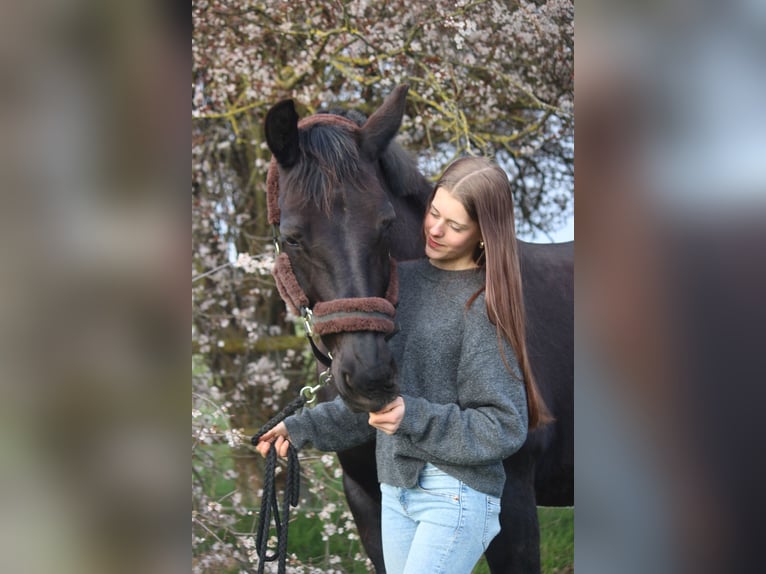 Sang-chaud lourd Jument 16 Ans 160 cm Bai brun foncé in Wettenberg