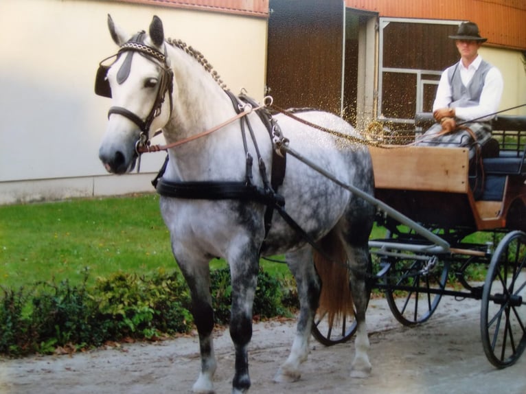 Sang-chaud lourd Jument 16 Ans 168 cm Gris in Kamenz