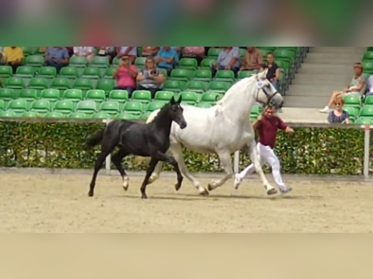 Sang-chaud lourd Jument 16 Ans 168 cm Gris in Kamenz