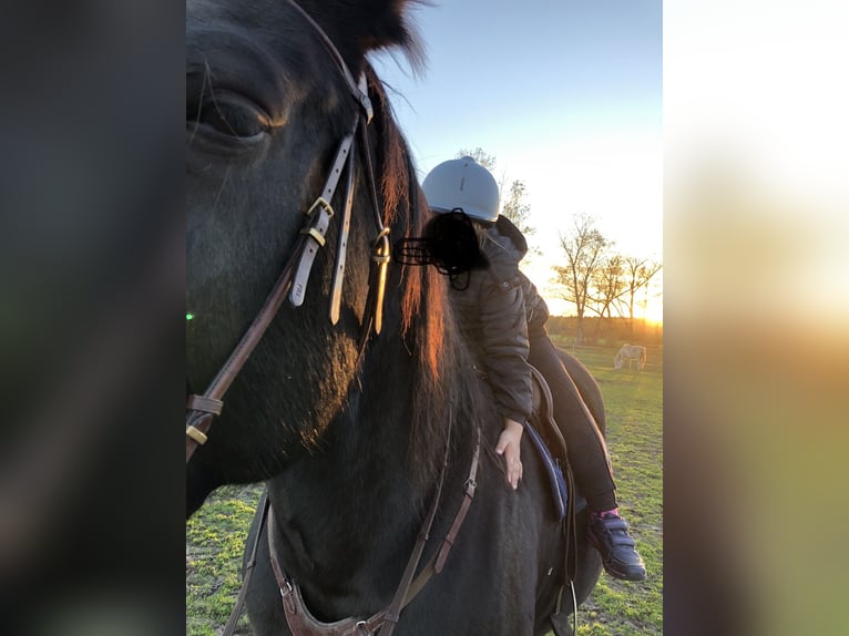 Sang-chaud lourd Jument 17 Ans 170 cm Noir in Klitsche