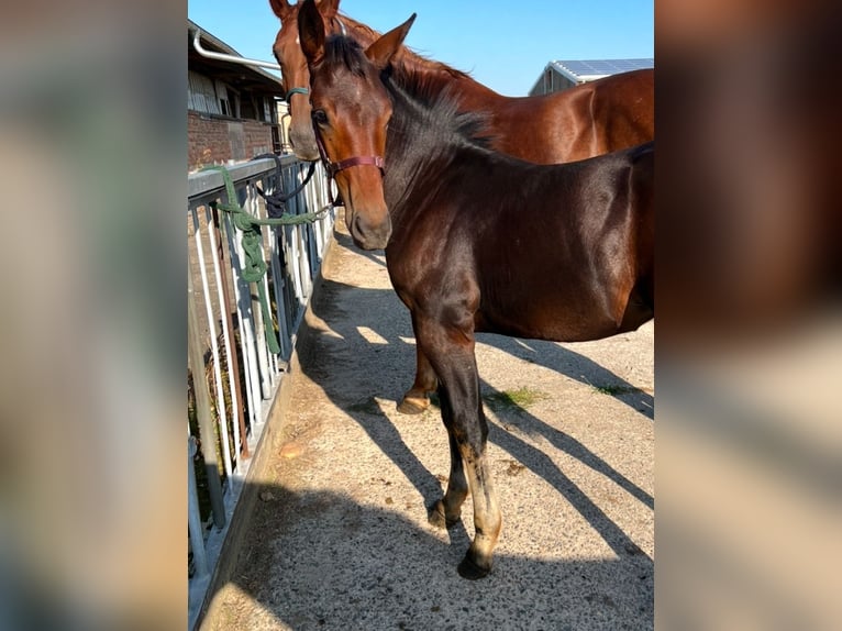 Sang-chaud lourd Jument 1 Année 168 cm Bai brun in ChüdenSalzwedel