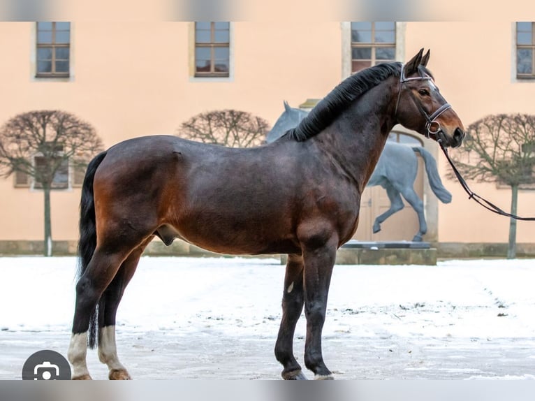 Sang-chaud lourd Jument 1 Année 168 cm Bai brun in ChüdenSalzwedel