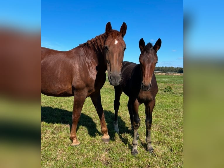 Sang-chaud lourd Jument 1 Année 168 cm Bai brun in ChüdenSalzwedel