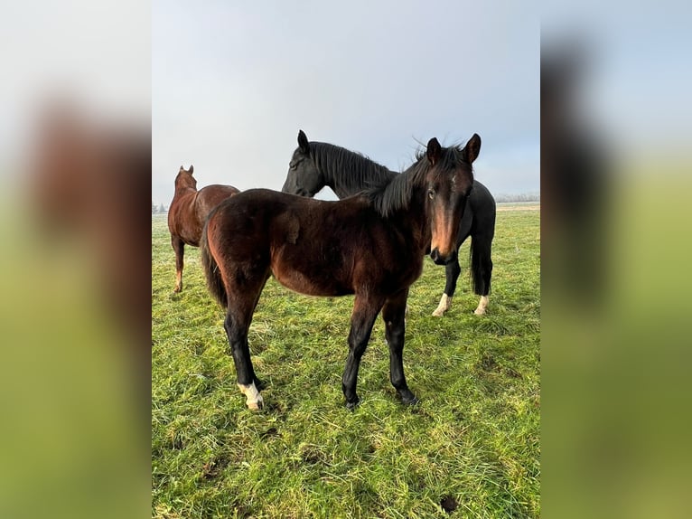 Sang-chaud lourd Jument 1 Année 168 cm Bai brun in ChüdenSalzwedel