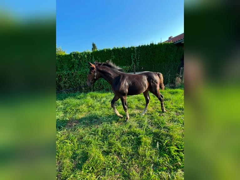 Sang-chaud lourd Jument 1 Année 168 cm Bai brun in ChüdenSalzwedel