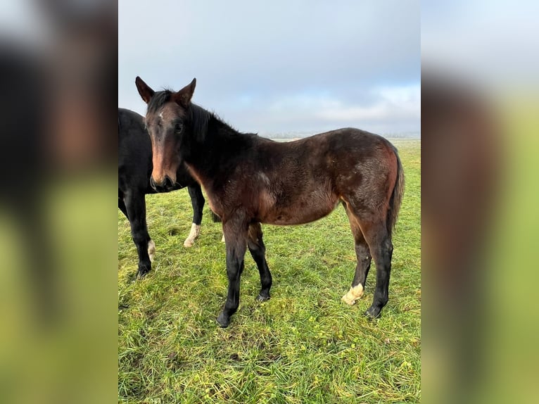 Sang-chaud lourd Jument 1 Année 168 cm Bai brun in ChüdenSalzwedel