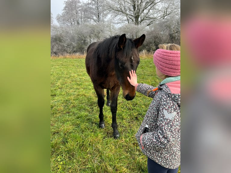 Sang-chaud lourd Jument 1 Année 168 cm Bai brun in ChüdenSalzwedel