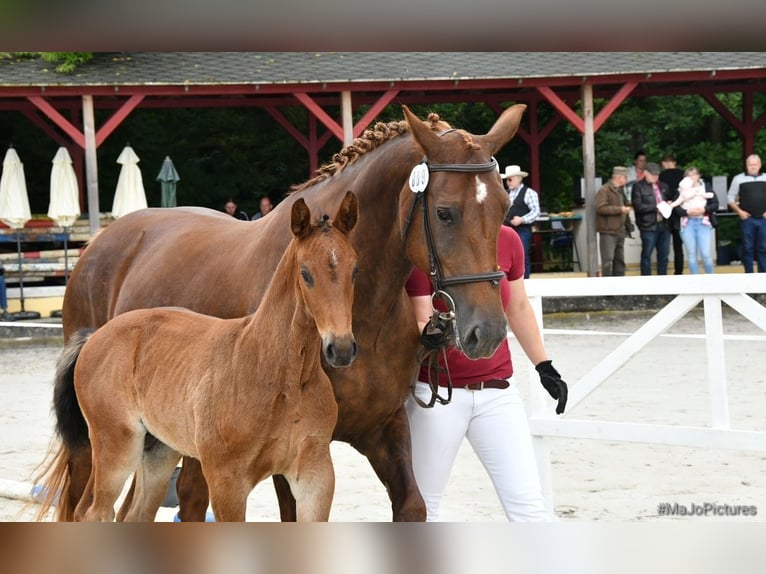 Sang-chaud lourd Jument 1 Année 168 cm Bai brun in ChüdenSalzwedel