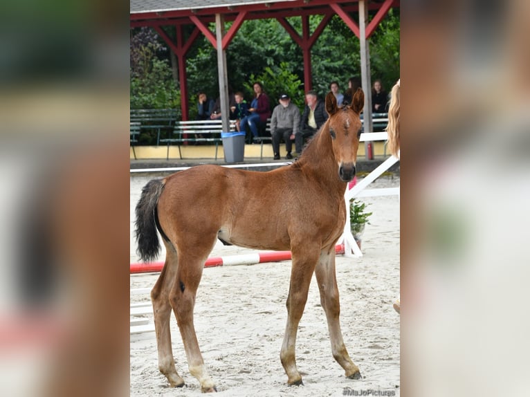 Sang-chaud lourd Jument 1 Année 168 cm Bai brun in ChüdenSalzwedel