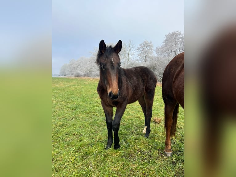 Sang-chaud lourd Jument 1 Année 168 cm Bai brun in ChüdenSalzwedel