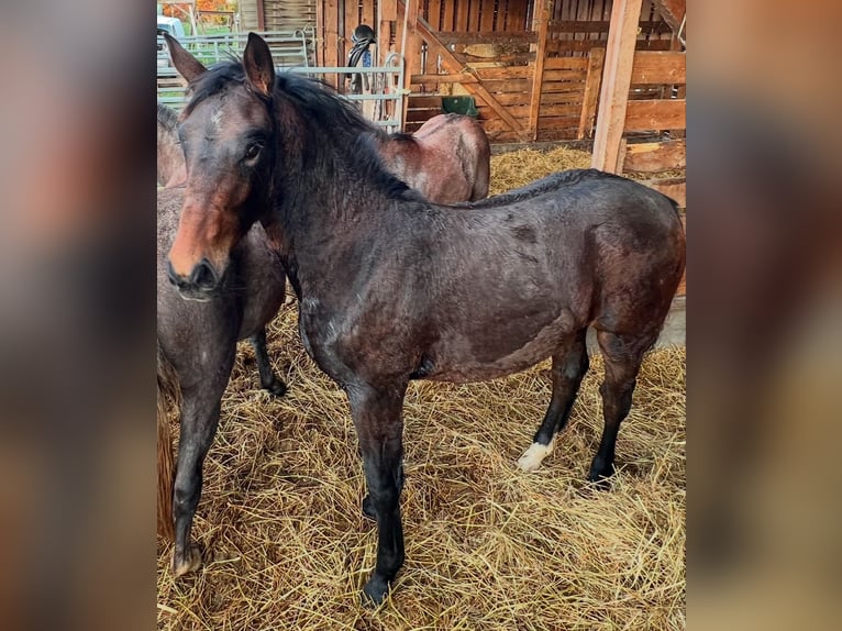 Sang-chaud lourd Jument 1 Année 168 cm Bai brun in ChüdenSalzwedel