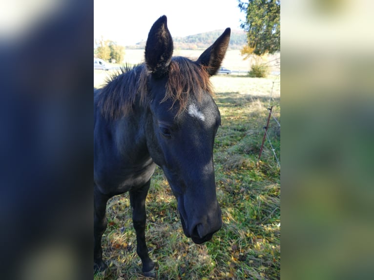 Sang-chaud lourd Jument 1 Année Noir in Geisa