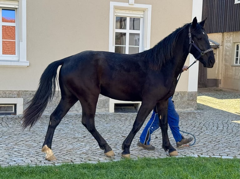 Sang-chaud lourd Jument 2 Ans 170 cm Noir in Ostro