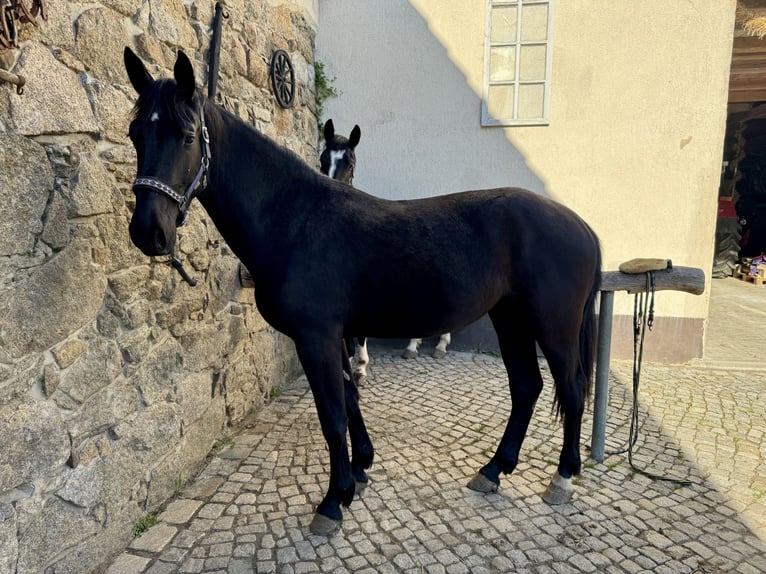 Sang-chaud lourd Jument 2 Ans 170 cm Noir in Ostro