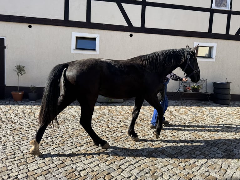 Sang-chaud lourd Jument 2 Ans 170 cm Noir in Ostro