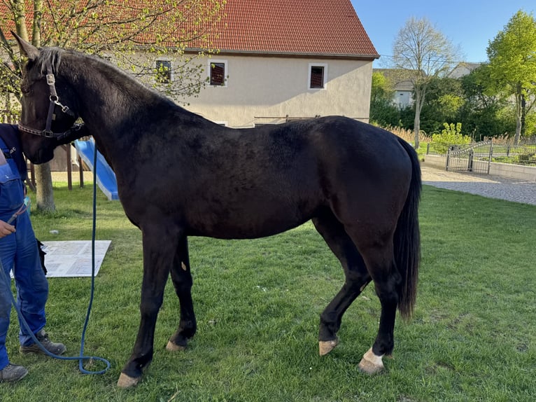 Sang-chaud lourd Jument 2 Ans 170 cm Noir in Ostro