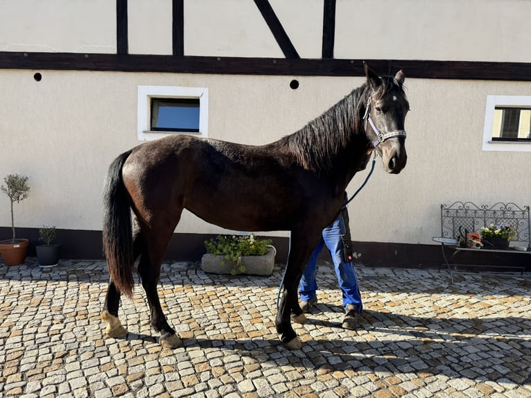 Sang-chaud lourd Jument 2 Ans 170 cm Noir in Ostro