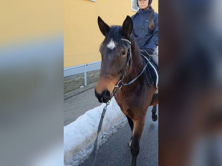 Sang-chaud lourd Croisé Jument 3 Ans 160 cm Bai in Eppendorf