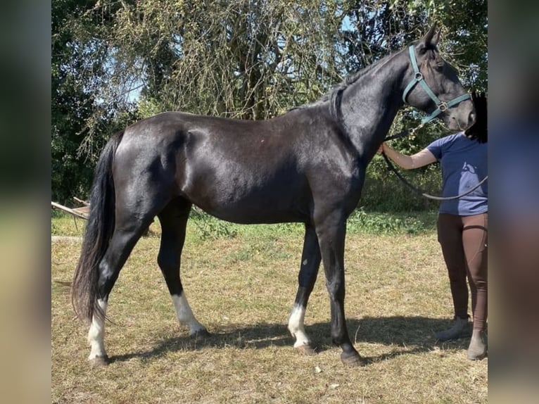 Sang-chaud lourd Jument 3 Ans 160 cm Noir in Lichterfelde