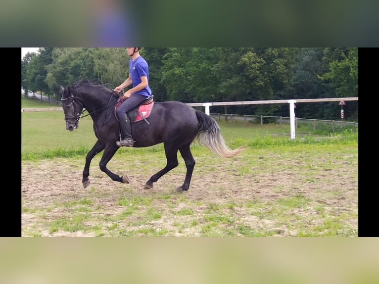 Sang-chaud lourd Jument 3 Ans 163 cm Gris noir in Kamenz