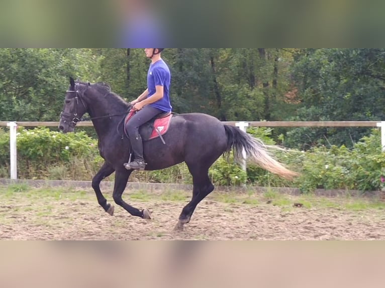 Sang-chaud lourd Jument 3 Ans 163 cm Gris noir in Kamenz