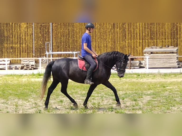 Sang-chaud lourd Jument 3 Ans 163 cm Gris noir in Kamenz