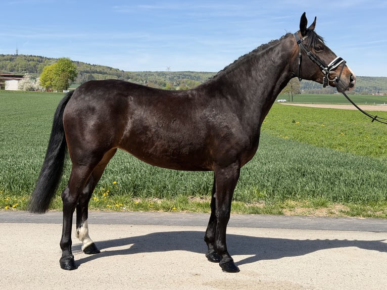 Sang-chaud lourd Jument 3 Ans 164 cm Bai brun in Riedlingen