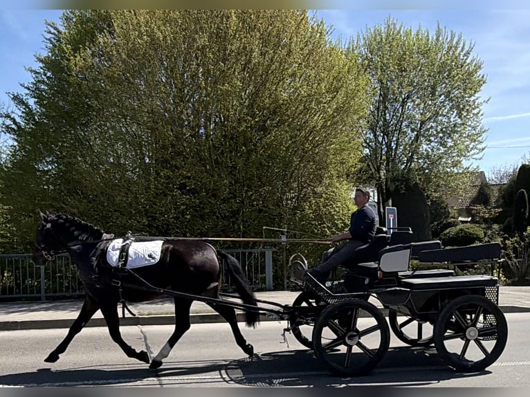 Sang-chaud lourd Jument 3 Ans 164 cm Bai brun in Riedlingen