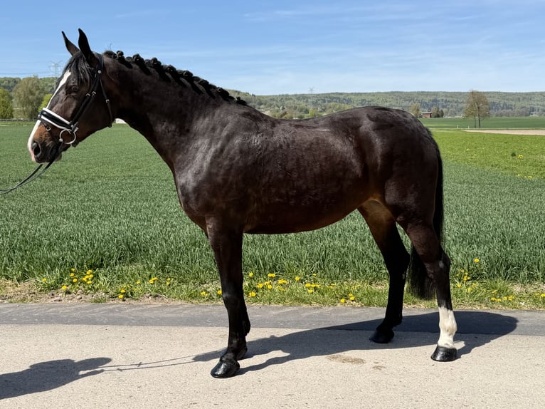Sang-chaud lourd Jument 3 Ans 164 cm Bai brun in Riedlingen