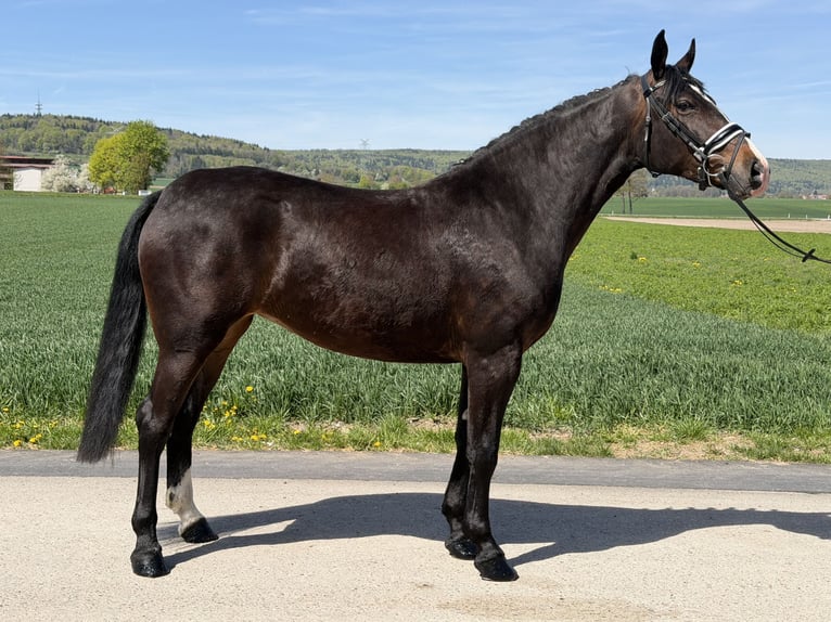 Sang-chaud lourd Jument 3 Ans 164 cm Bai brun in Riedlingen