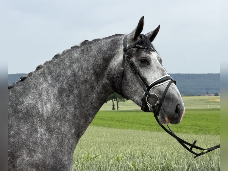 Sang-chaud lourd Croisé Jument 3 Ans 164 cm Gris pommelé in Riedlingen