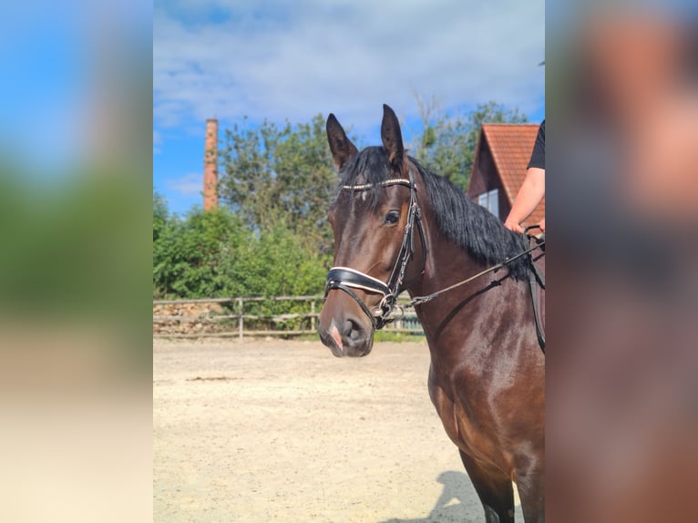 Sang-chaud lourd Jument 3 Ans 165 cm Bai brun in Sankt Gangloff