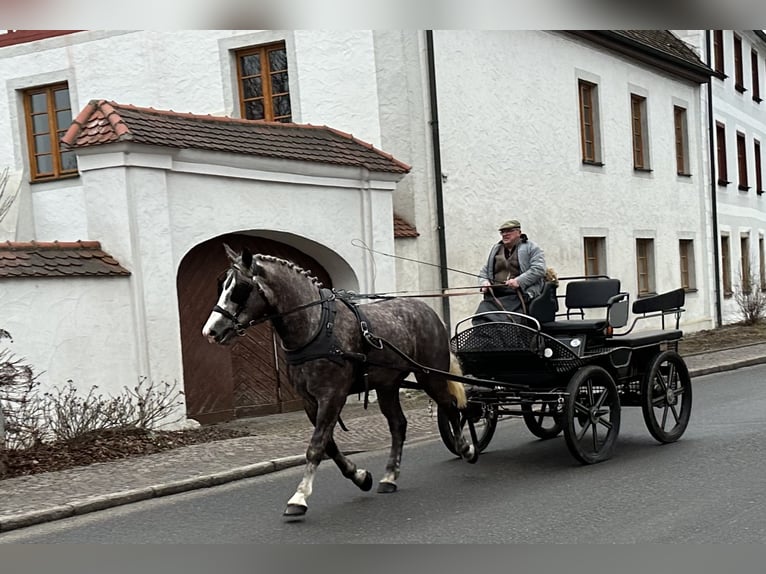 Sang-chaud lourd Croisé Jument 3 Ans 165 cm Gris pommelé in Riedlingen