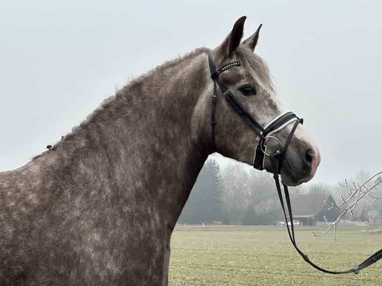 Sang-chaud lourd Croisé Jument 3 Ans 165 cm Gris pommelé in Riedlingen